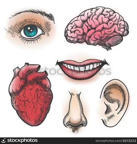 oral-cavity-anatomy-with-educational-labeled-structure-vector