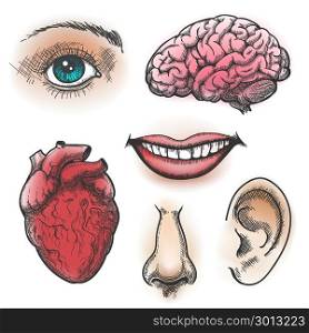 Human organs sketch. Human organs sketch. Face and internal organs in vintage style like eye and brain, mouth, nose and heart