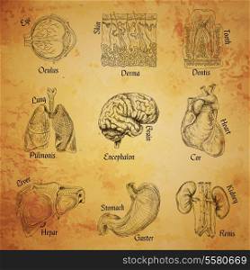 Human organs sketch set of eye skin tooth lung brain isolated vector illustration