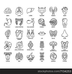 Human Organs , Thin Line and Pixel Perfect Icons