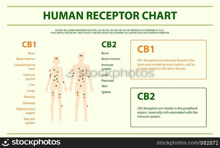 Human Receptor Chart - Endocannabinoid System horizontal infographic illustration about cannabis as herbal alternative medicine and chemical therapy, healthcare and medical science vector.