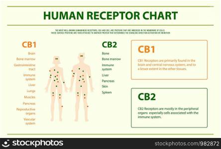 Human Receptor Chart - Endocannabinoid System horizontal infographic illustration about cannabis as herbal alternative medicine and chemical therapy, healthcare and medical science vector.