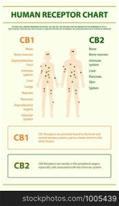 Human Receptor Chart - Endocannabinoid System vertical infographic illustration about cannabis as herbal alternative medicine and chemical therapy, healthcare and medical science vector.