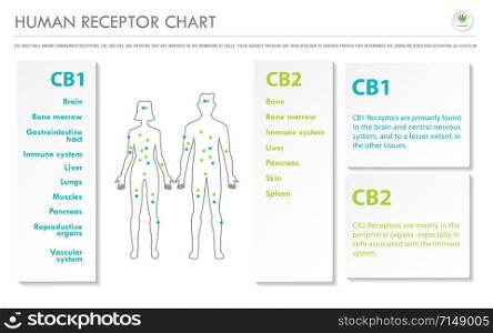 Human Receptor Chart horizontal business infographic illustration about cannabis as herbal alternative medicine and chemical therapy, healthcare and medical science vector.