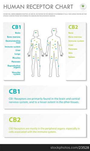 Human Receptor Chart vertical business infographic illustration about cannabis as herbal alternative medicine and chemical therapy, healthcare and medical science vector.