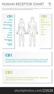 Human Receptor Chart vertical business infographic illustration about cannabis as herbal alternative medicine and chemical therapy, healthcare and medical science vector.