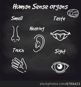 Human sense organs on chalkboard background. Human sense organs icons on chalkboard background. Vector illustration