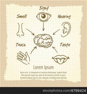 Human sense organs synopsis vintage poster. Human sense organs synopsis vintage poster design. Vector illustration