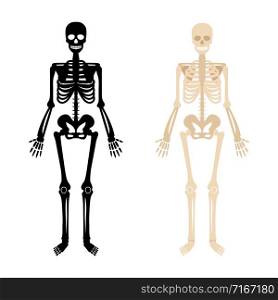 Human skeleton. Back and white bones anatomy skeleton vector illustration, skeletal biology system isolated on white background. Human skeleton set