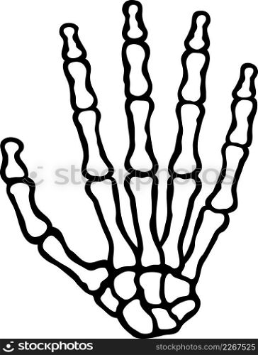 Human skeleton hand  bones 