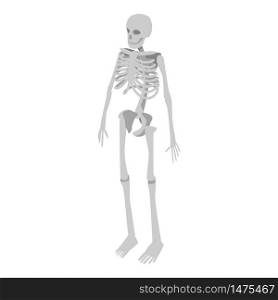 Human skeleton icon. Isometric of human skeleton vector icon for web design isolated on white background. Human skeleton icon, isometric style