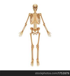 Human skeleton. Medical 3D anatomical banner. Realistic yellow bones of limbs or skull, trunk with spine and ribs. Front view of isolated skeletal system. Vector detailed scientific educational model. Human skeleton. Medical 3D anatomical banner. Realistic bones of limbs or skull, trunk with spine and ribs. Front view of skeletal system. Vector detailed scientific educational model
