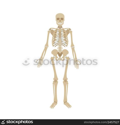Human skeleton on a white background. Simple illustration of the structure of the human body.. Illustration of the structure of the human body.