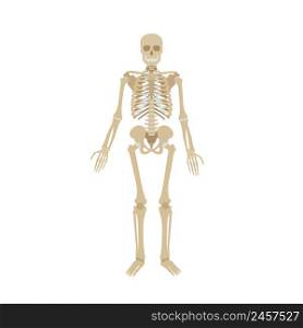 Human skeleton on a white background. Simple illustration of the structure of the human body.. Illustration of the structure of the human body.