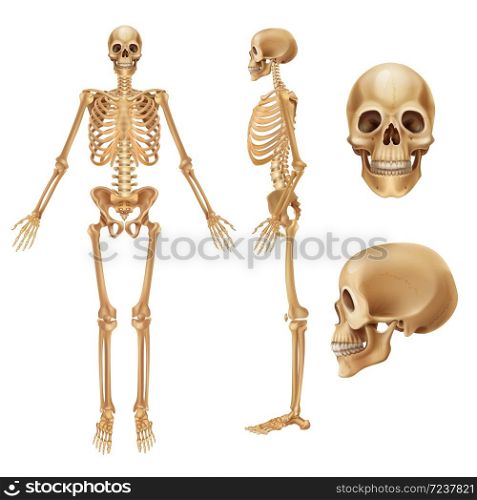 Human skeleton. Realistic front view of bones and joints, medical 3D illustration of skeleton elements. Vector anatomy illustration people skeletons on white background. Human skeleton. Realistic front view of bones and joints, medical 3D illustration of skeleton elements. Vector anatomy illustration