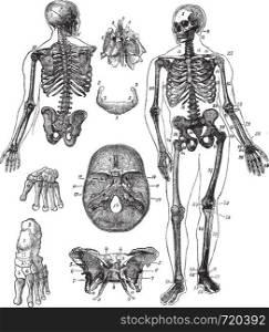 Human skeleton, vintage engraving. Old engraved illustration of Human skeleton from front and back with its functioning parts and their names.