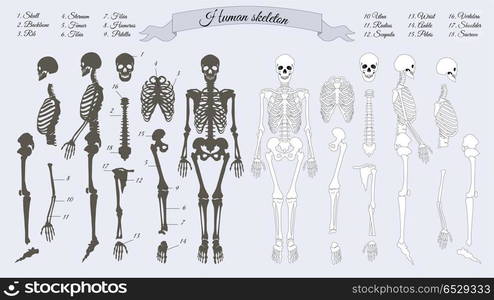 Human Skeleton. White and Black. Names of Bones. Human skeleton. White and black. Names of peple&rsquo;s bones. Skull, backbone, rib, stornum, femur, tibia, fibia, humerus, patella ulna radius scapula wrist ankle shoulder sacrum vertebra Vector