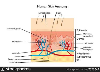 Human Skin Anatomy - cross section with designations (available as vector illustration)