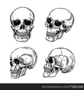 Human skull. Hand drawn skulls. Sketch vintage death tattoo vector design isolated. Skeleton skull, sketch human bone illustration. Human skull. Hand drawn skulls. Sketch vintage death tattoo vector design isolated