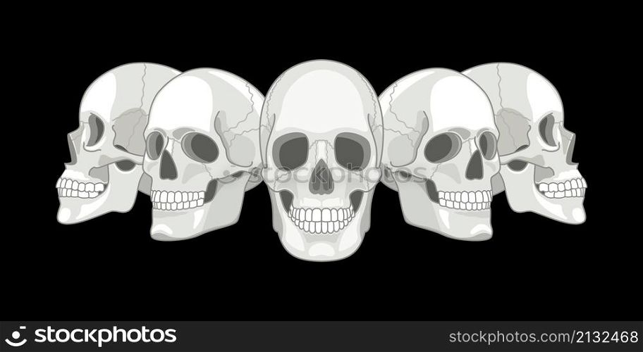 Human skull sides. Humans skulls sketch vector illustration, smiling mouth death bone, anatomy face front horror skeleton evil art etched drawing element. Human skull sides