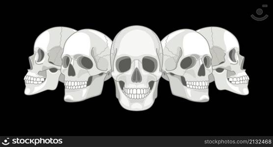 Human skull sides. Humans skulls sketch vector illustration, smiling mouth death bone, anatomy face front horror skeleton evil art etched drawing element. Human skull sides