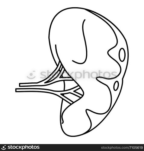 Human spleen icon. Outline illustration of human spleen vector icon for web design isolated on white background. Human spleen icon, outline style