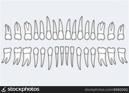 human teeth to design dental website. human teeth