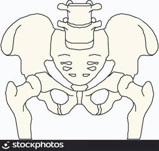 Human thorax