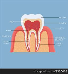 Human tooth anatomy, medical, dental model. Colorful, detailed object. . Vector illustration