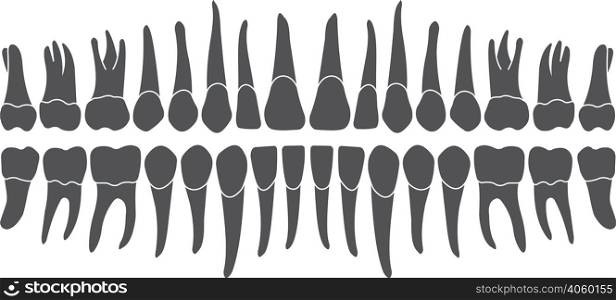 Human tooth crown and root, the tooth row is made in the vector are easy to edit. Human tooth