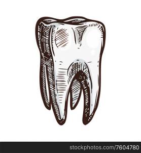 Human tooth isolated sketch. Vector healthy teeth with enamel, dentistry implant symbol. Dentistry symbol, human tooth isolated sketch
