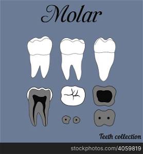 Human tooth - molar - tooth anatomy - dentine, enamel, pulp, root, vector for design or printing. Molar