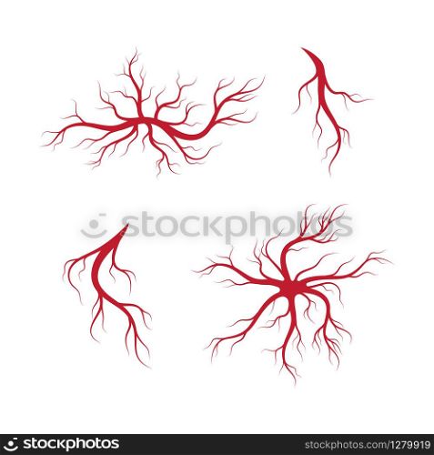 Human veins and arteries illustration design template