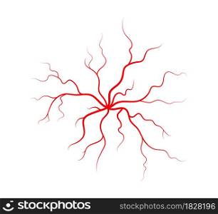 Human veins and arteries. Red branching spider-shaped blood vessels and capillaries. Vector illustration isolated on white background.. Human veins and arteries. Red branching spider-shaped blood vessels and capillaries. Vector illustration isolated on white background