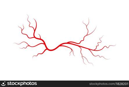 Human veins and arteries. Red branching spider-shaped blood vessels and capillaries. Vector illustration isolated on white background.. Human veins and arteries. Red branching spider-shaped blood vessels and capillaries. Vector illustration isolated on white background