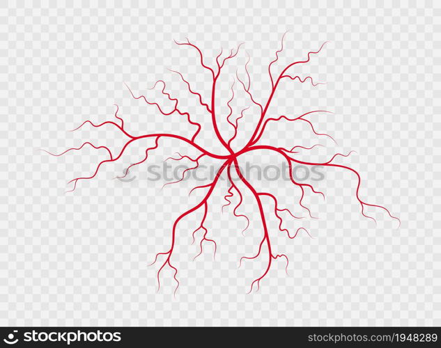 Human veins and arteries. Red branching spider-shaped blood vessels and capillaries. Vector illustration isolated on transparent background.. Human veins and arteries. Red branching spider-shaped blood vessels and capillaries. Vector illustration isolated on transparent background