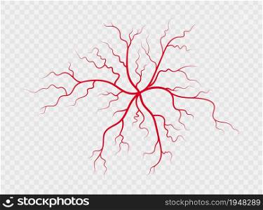 Human veins and arteries. Red branching spider-shaped blood vessels and capillaries. Vector illustration isolated on transparent background.. Human veins and arteries. Red branching spider-shaped blood vessels and capillaries. Vector illustration isolated on transparent background