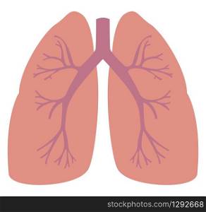 Humans lungs, illustration, vector on white background.