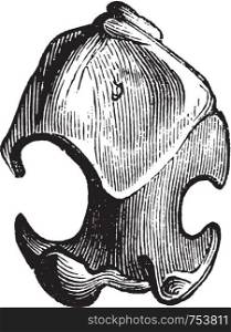 Humerus of the Mole, vintage engraved illustration. from Zoology Elements from Paul Gervais.
