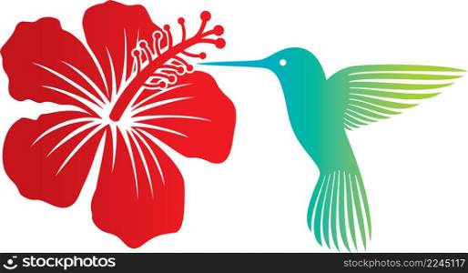 Hummingbird and red hibiscus flower