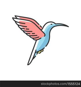 Hummingbird RGB color icon. Small exotic bird, Ecuador inhabitant. South and North America fauna. Zoology, ornithology. Tiny colibri isolated vector illustration. Hummingbird RGB color icon