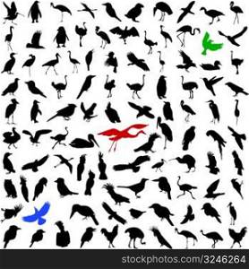 Hundred silhouettes of birds