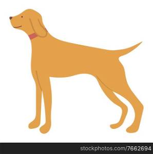 Hunting dog pointer isolated cartoon animal in flat style. Vector purebred for hunt, pedigree hound and retriever puppy. Gundog in collar with beige hair. Hunting Dog Pointer Isolated Cartoon Animal Vector