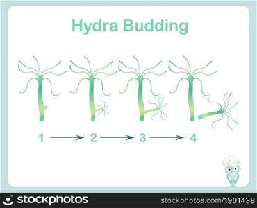 Hydra budding illustration for school biology lessons stock vector illustration