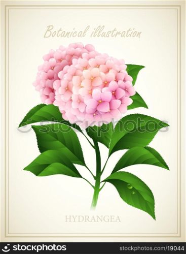 Hydrangea flower. Botanical Vector illustration. EPS 10
