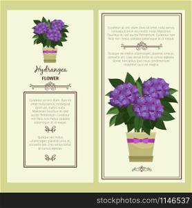Hydrangea flower in pot vector advertising banners for shop design. Hydrangea flower in pot banners