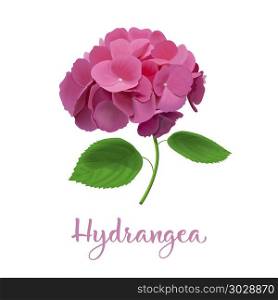 hydrangea flowers. Vector highly detailed realistic illustration. isolated. Hortensia flower. Can be used as wedding element. hydrangea flowers. Vector highly detailed realistic illustration. isolated. Hortensia flower. Can be used as wedding element, floral design for cosmetics, perfume, beauty care products, greeting cards