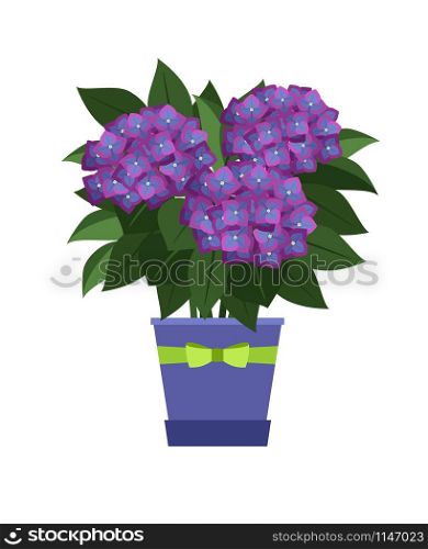 Hydrangea house plant in flower pot vector illustration on white background. Hydrangea house plant