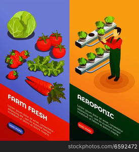 Hydroponic and aeroponic vertical  banners with farmer growing fresh fresh fruits and vegetables isometric vector illustration. Hydroponic And Aeroponic Vertical Banners 