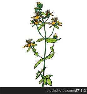 Hypericum. medicinal plant. Pop art retro vector illustration drawing. Hypericum. medicinal plant